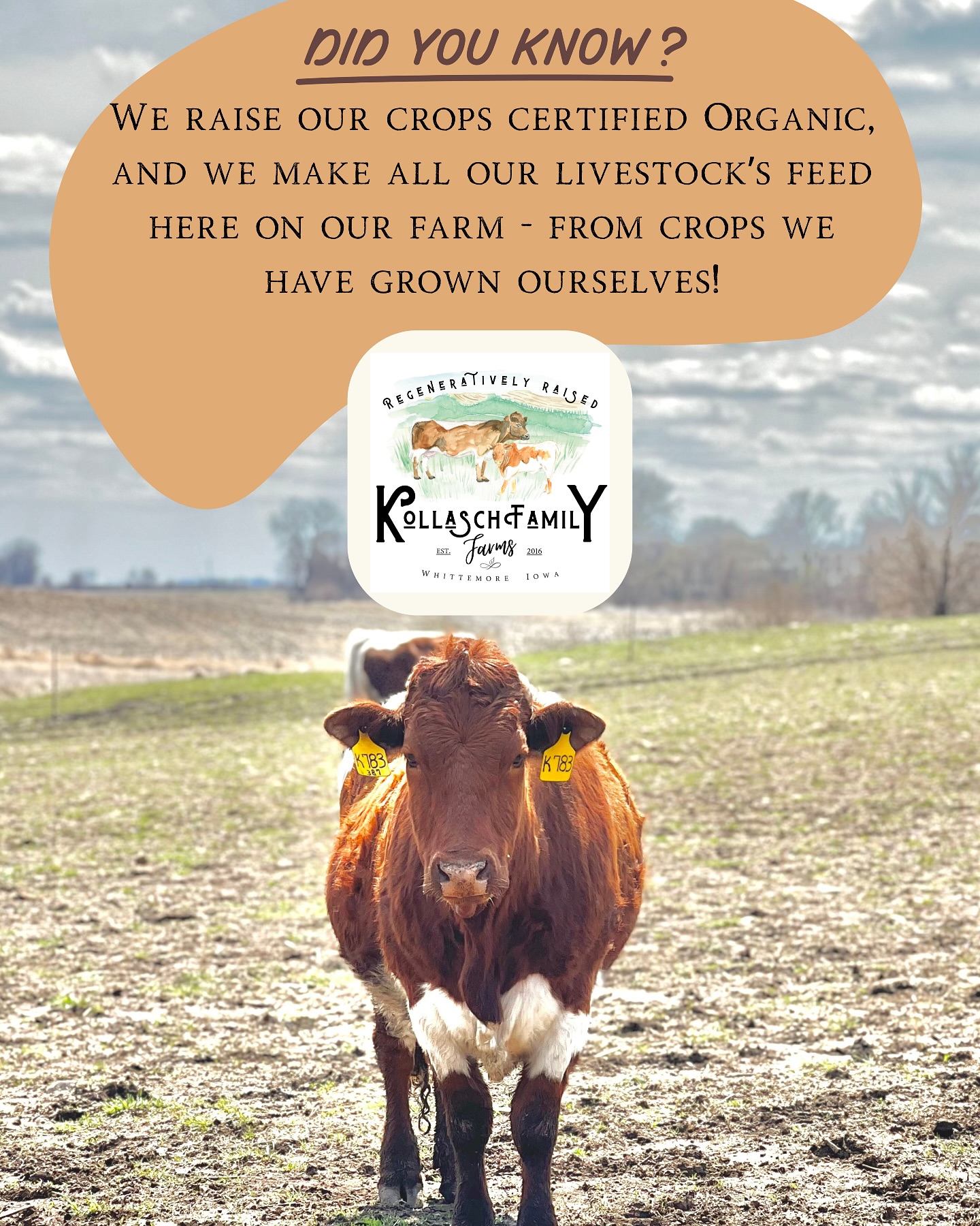 Field Day: Organic Grains & Direct Market Meats with Kollasch Family Farm